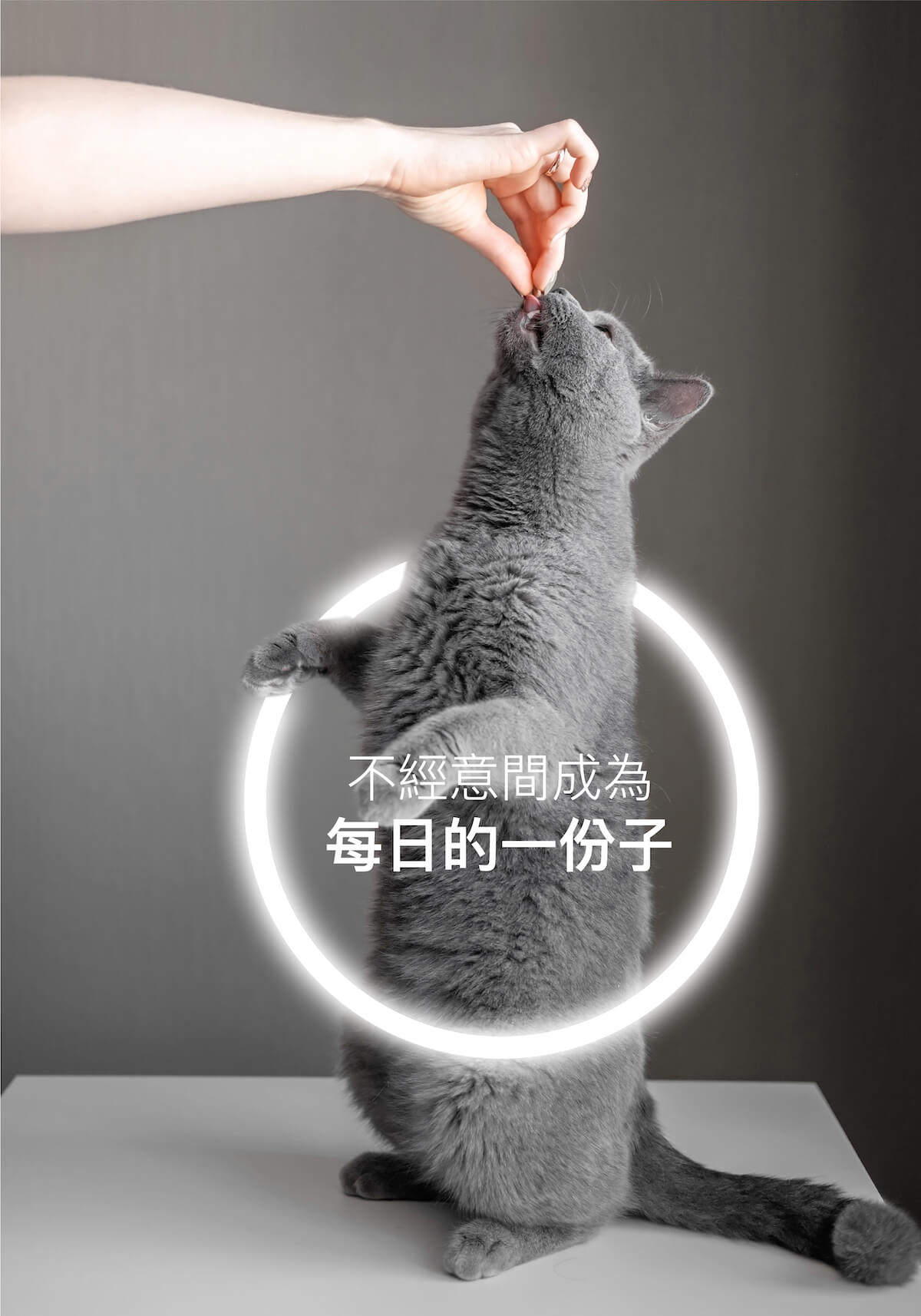 木入森 貓咪保腎利｜貓咪腎臟保健