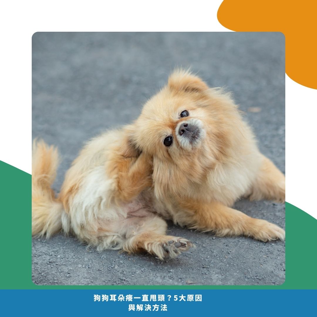 狗狗耳朵癢的常見原因