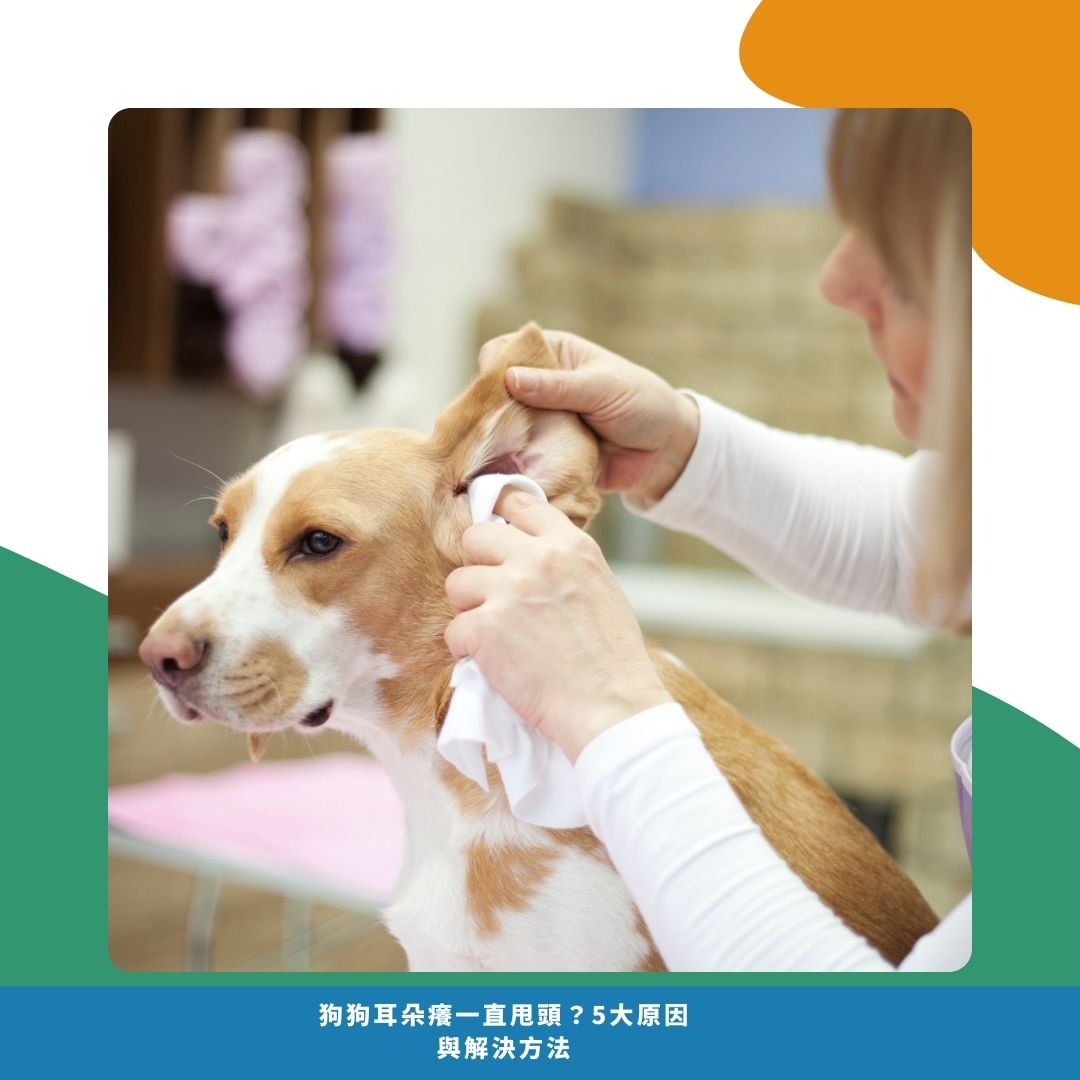 飼主居家檢查與清潔步驟