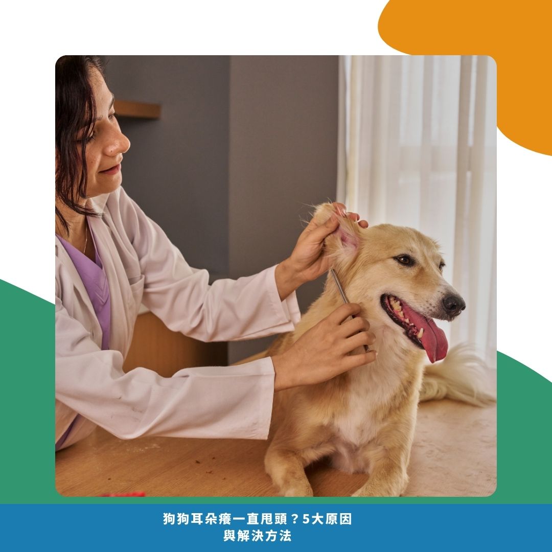 什麼時候要帶狗狗去看醫生？