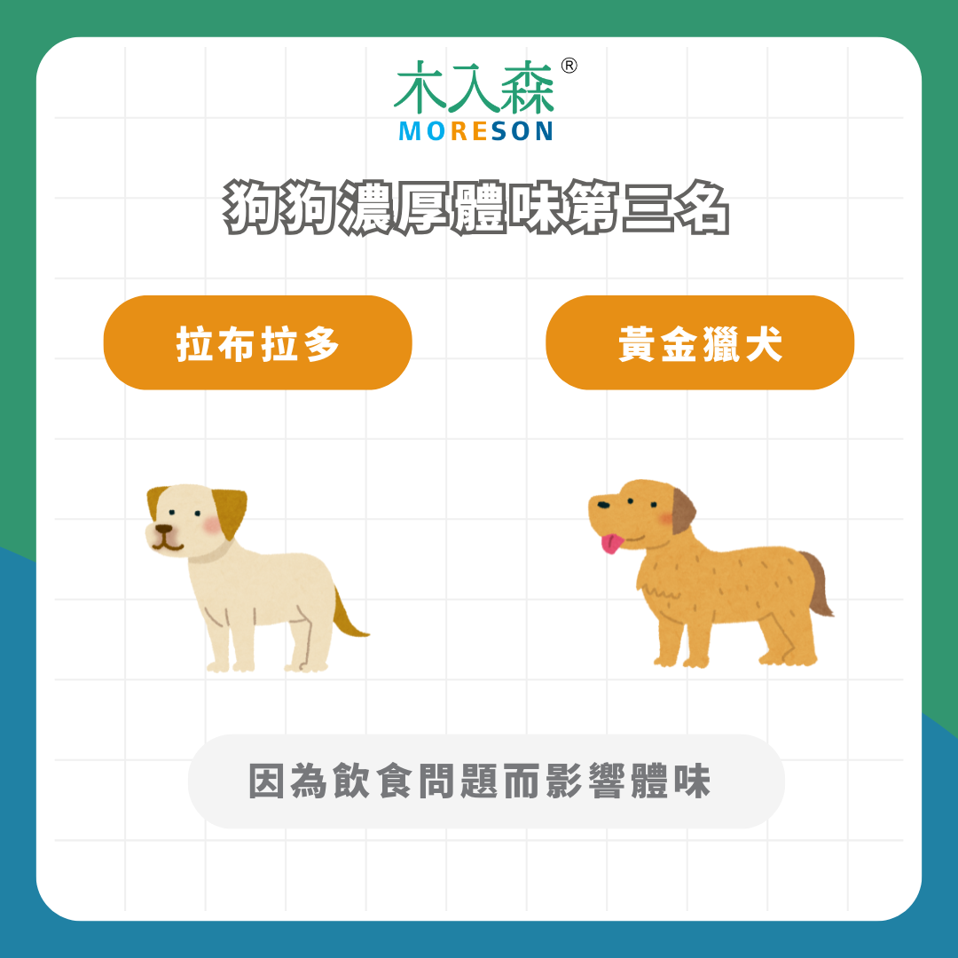 【狗狗體味排名】體味重的狗狗有哪些？黃金獵犬竟然不是第一名！