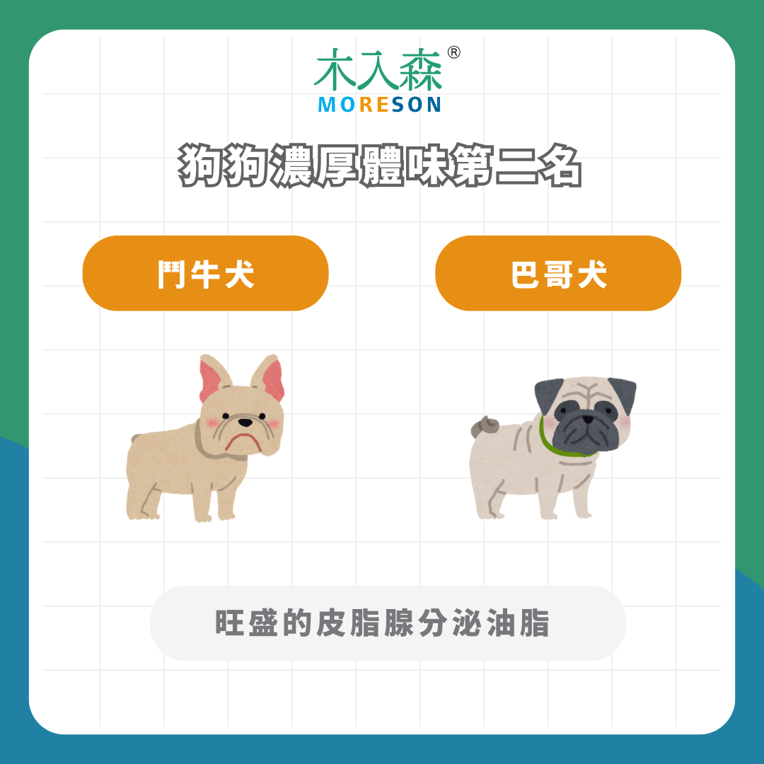 【狗狗體味排名】體味重的狗狗有哪些？黃金獵犬竟然不是第一名！