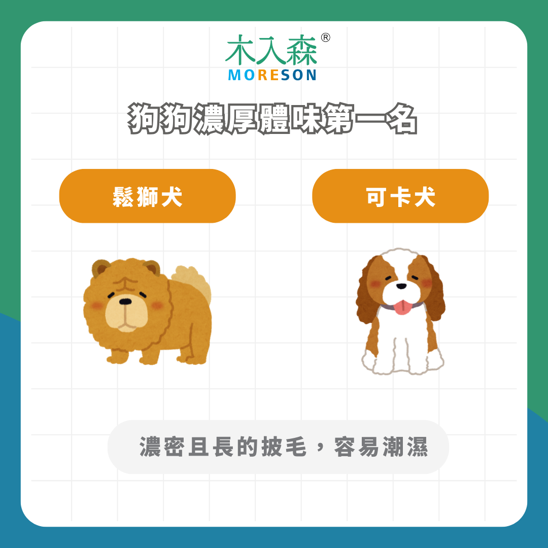 【狗狗體味排名】體味重的狗狗有哪些？黃金獵犬竟然不是第一名！