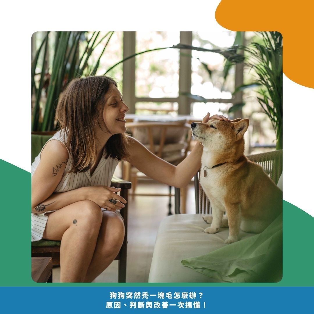 發現狗狗禿一塊毛後，飼主可以這樣做