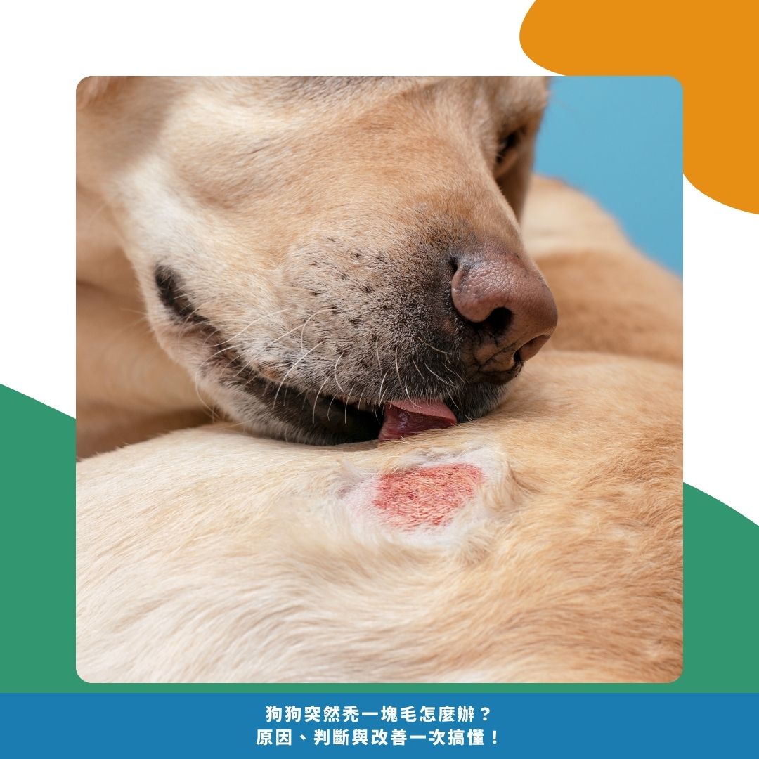 狗狗為什麼會突然禿一塊毛？常見4 種原因與建議