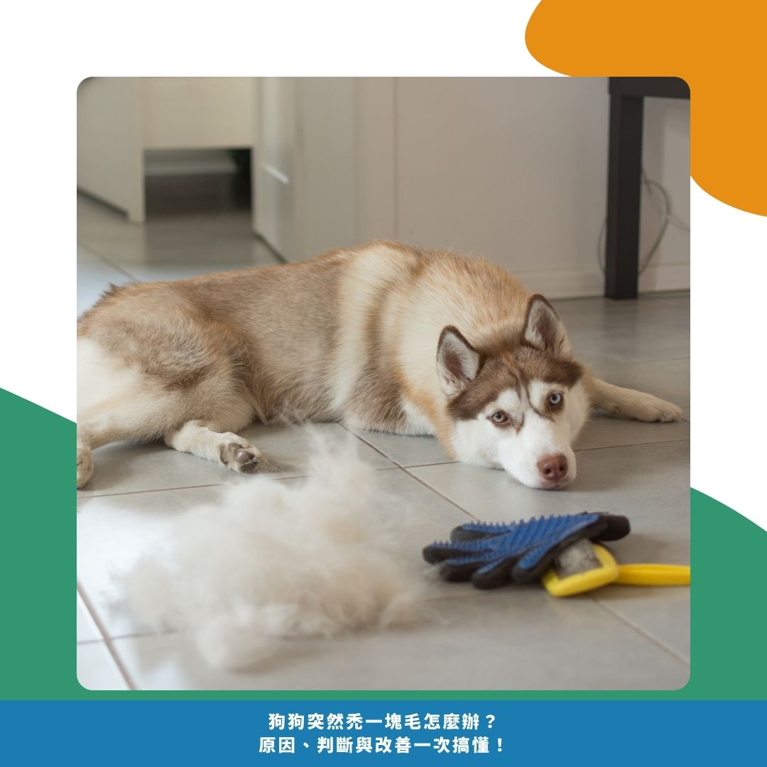 狗狗突然禿一塊毛是正常嗎？這些情況需特別留意