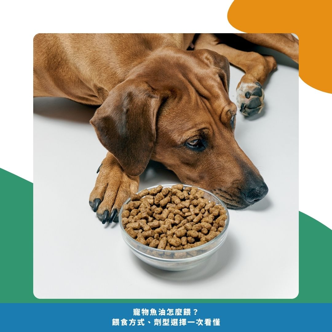 寵物魚油怎麼餵？毛孩不吃怎麼辦