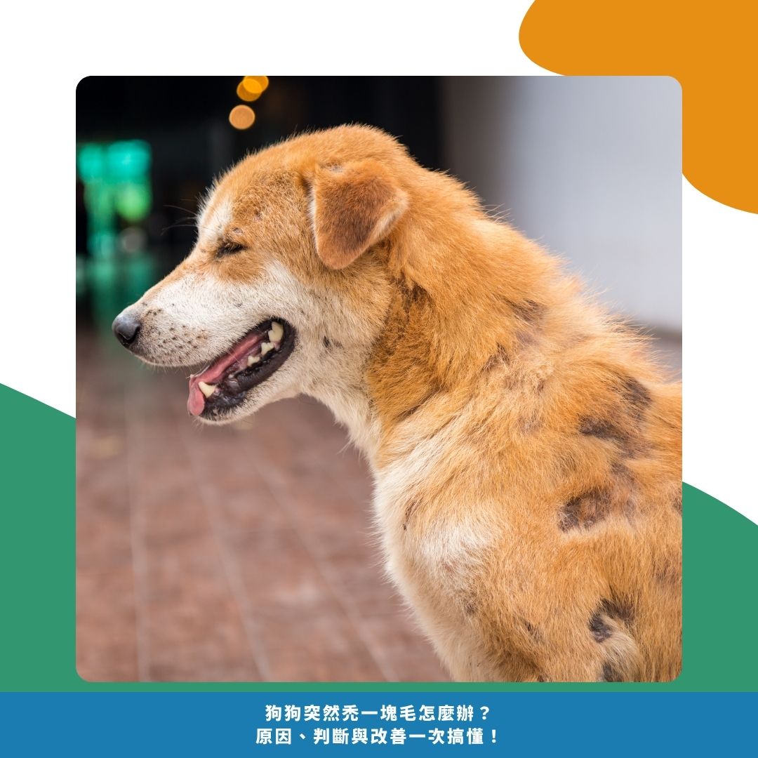 從狗狗的行為與外觀判斷掉毛狀況