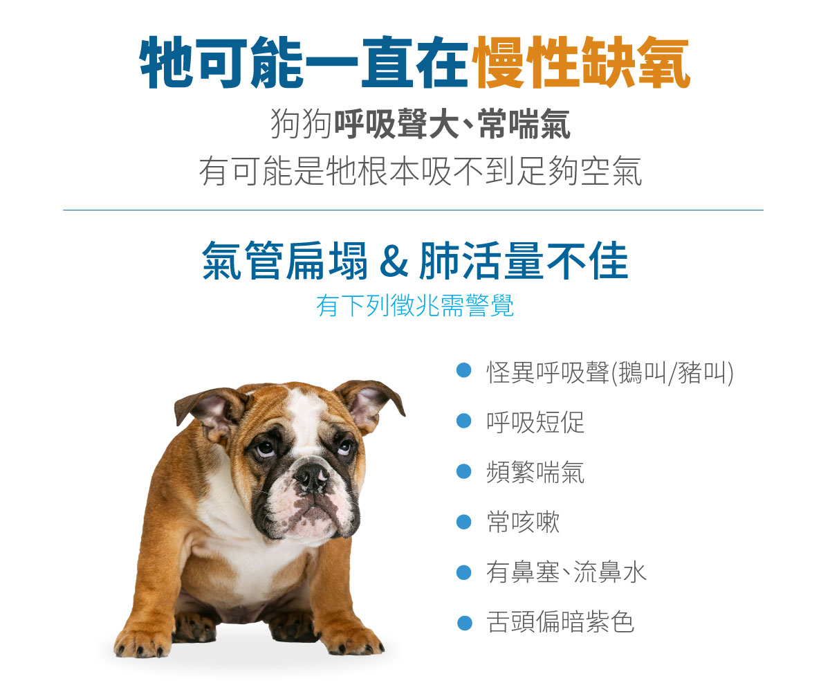 木入森 犬寶氣力升｜狗狗氣管保健食品_2