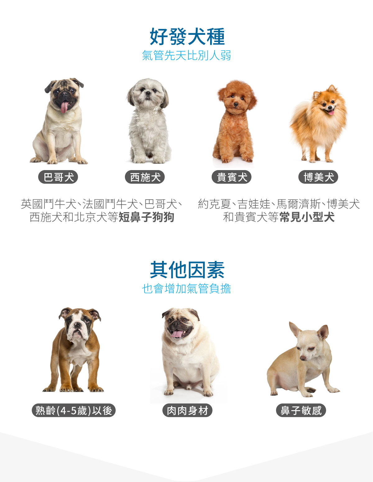 木入森 犬寶氣力升｜狗狗氣管保健食品_3