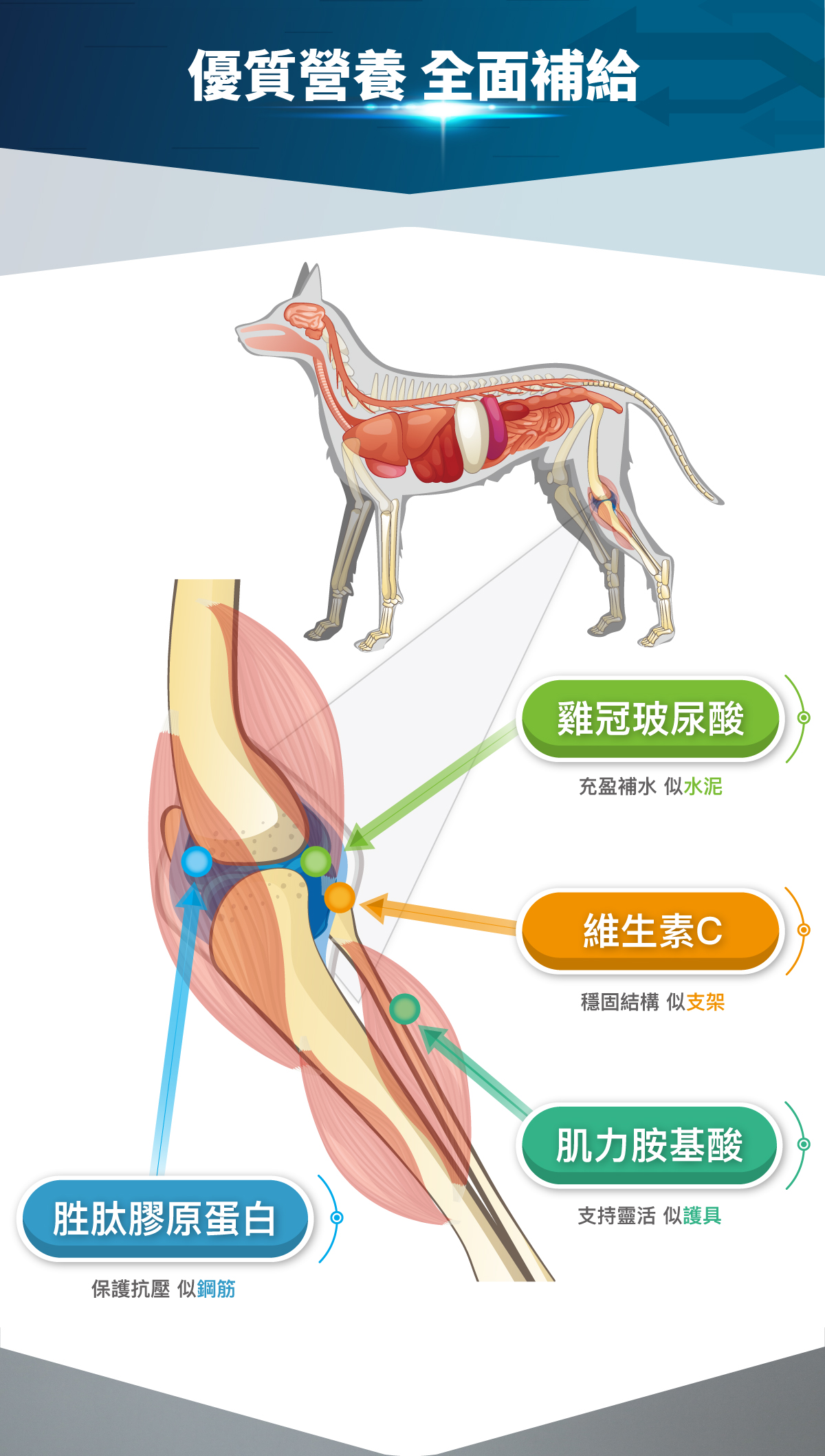 木入森 犬寶有關膝｜狗狗關節保健食品_11