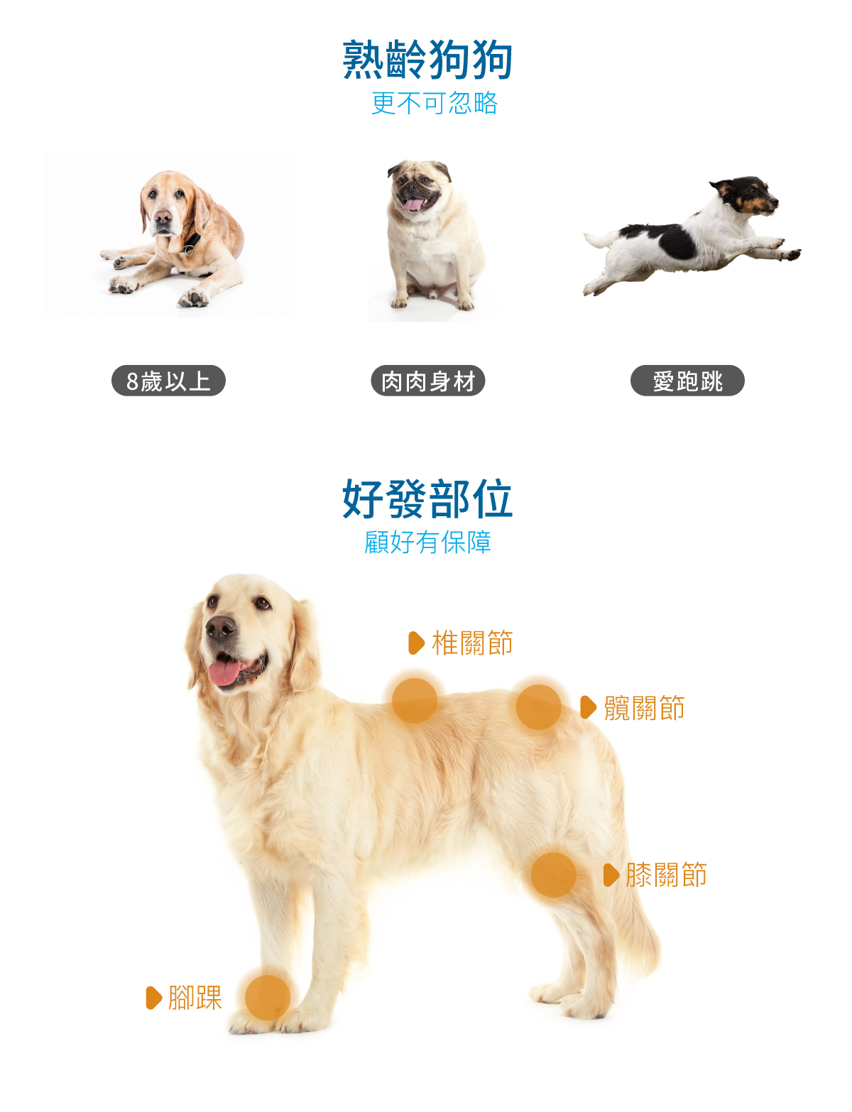 木入森 犬寶有關膝｜狗狗關節保健食品_3