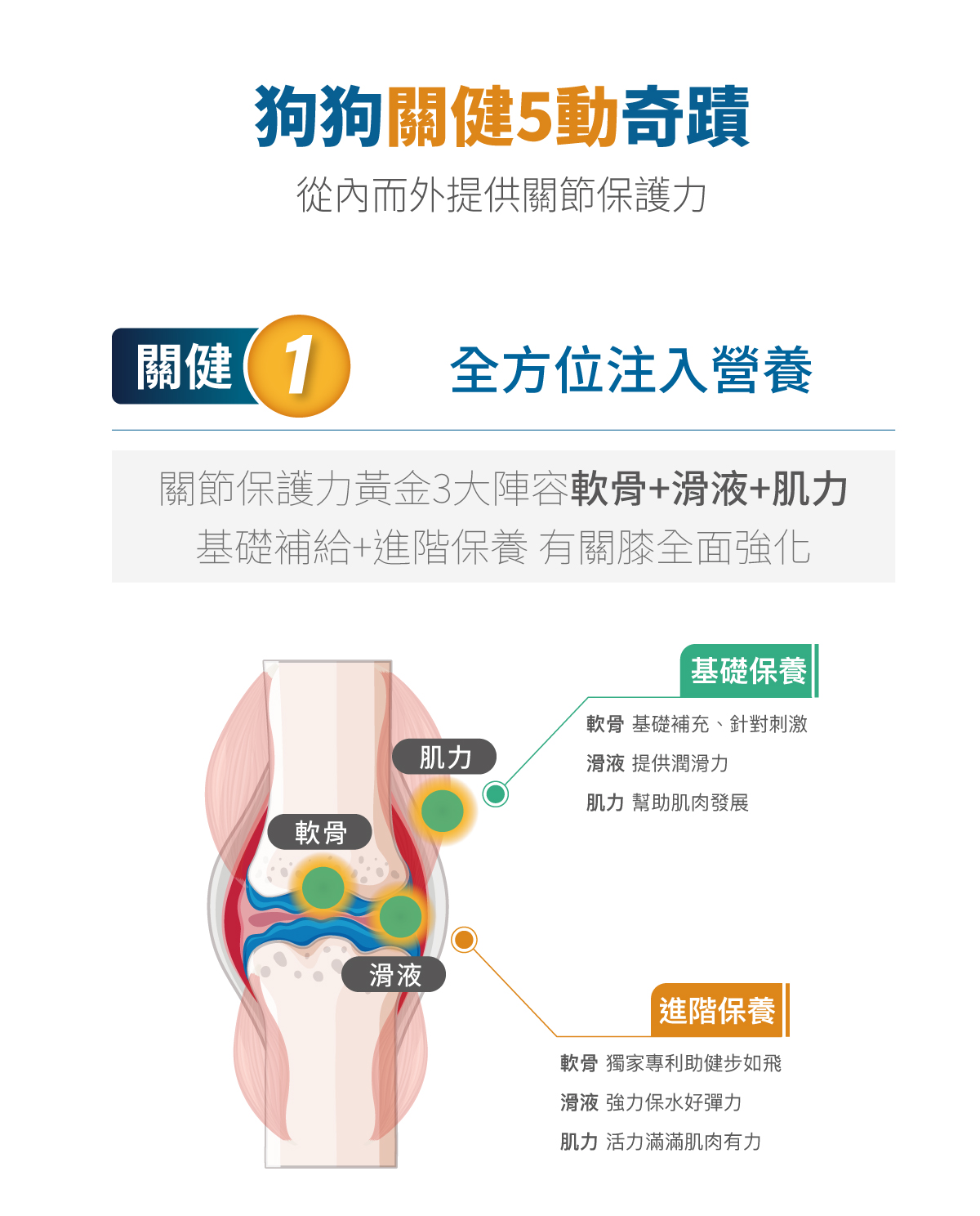 木入森 犬寶有關膝｜狗狗關節保健食品_6