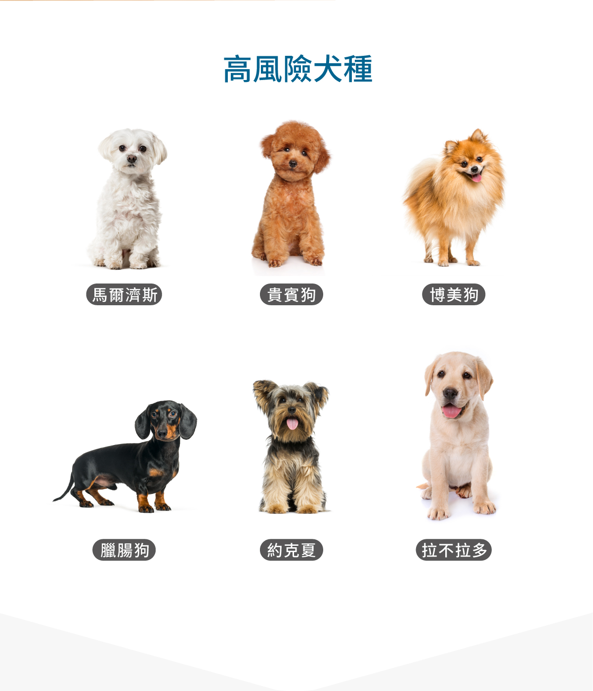 木入森 犬寶珍心動｜狗狗心臟保健食品_3